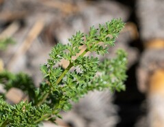 Cymopterus terebinthinus californicus