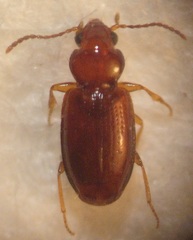 Pericompsus australis