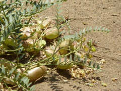 Astragalus douglasii parishii