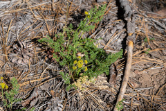 Cymopterus terebinthinus californicus