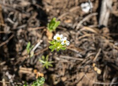 Leptosiphon oblanceolatus