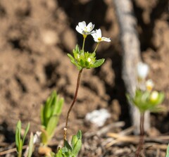 Leptosiphon oblanceolatus