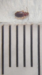 Pericompsus australis