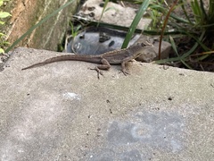 Anolis sagrei