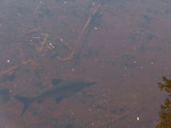 Coregonus clupeaformis