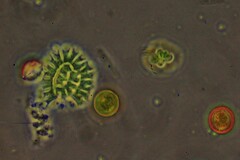 Pseudopediastrum boryanum