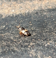 Carpophilus hemipterus