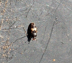 Carpophilus hemipterus