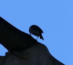 Melithreptus affinis