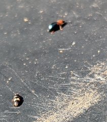 Carpophilus hemipterus