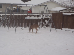 Odocoileus virginianus