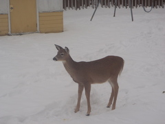 Odocoileus virginianus