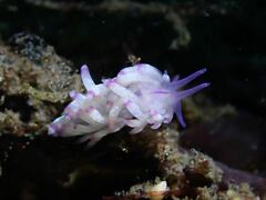 Unidentia