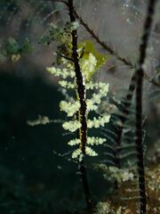 Eubranchus putnami