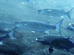 Crenimugil crenilabis