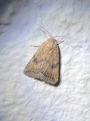 Micrathetis