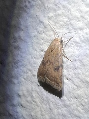 Micrathetis