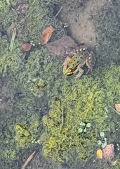 Pelophylax perezi