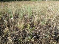 Lomatium nudicaule