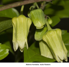 Adenia hondala