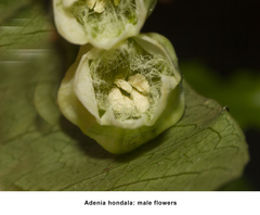 Adenia hondala