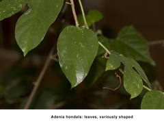 Adenia hondala