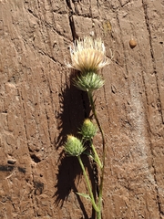 Cirsium cymosum