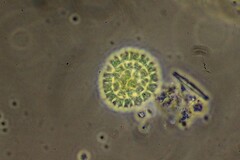 Pseudopediastrum boryanum