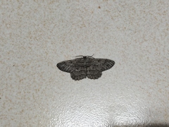 Hypomecis transcissa