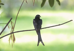 Dicrurus macrocercus