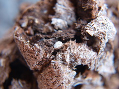 Poronia punctata