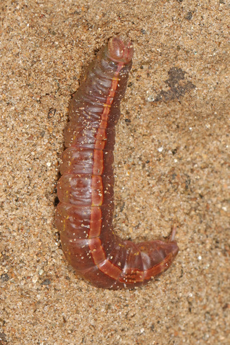 Drab Prominent photo 3