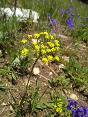 Lomatium triternatum