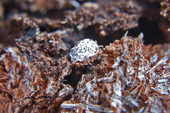 Poronia punctata