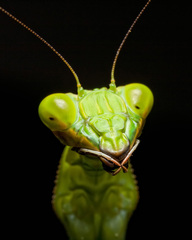 Stagmatoptera hyaloptera