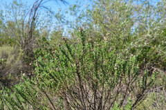 Ericameria pinifolia