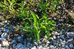 Penstemon spectabilis