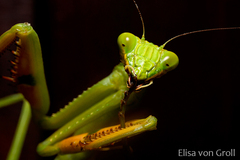 Stagmatoptera hyaloptera