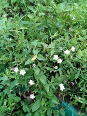 Convolvulus arvensis