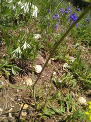 Lomatium triternatum