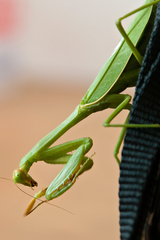 Stagmatoptera hyaloptera