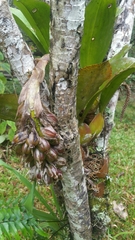 Bulbophyllum hamelinii image