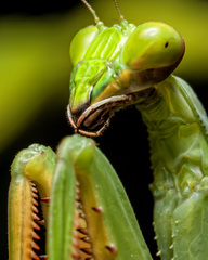 Stagmatoptera hyaloptera