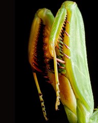 Stagmatoptera hyaloptera