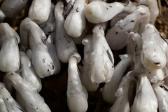 Monotropa