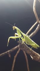 Stagmatoptera hyaloptera