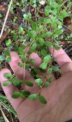 Coprosma colensoi