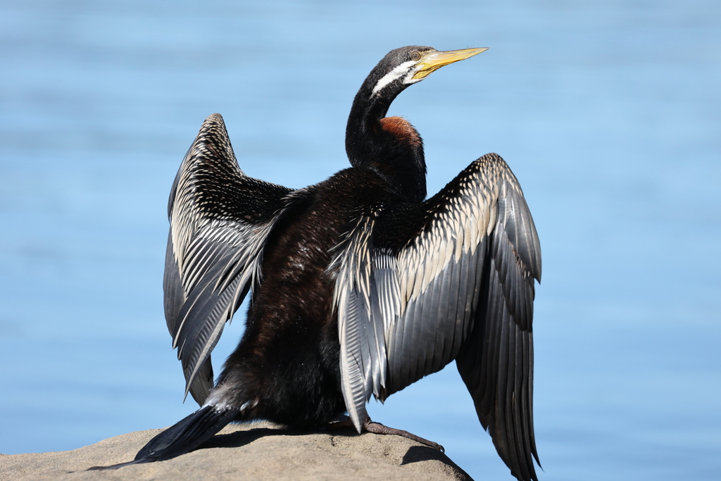 Australasian Darter