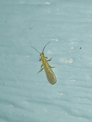 Alloperlini