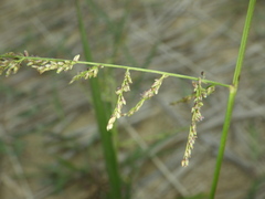 Steinchisma laxum